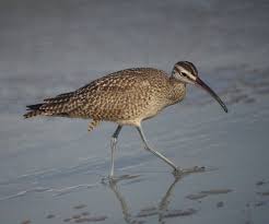 Image result for Numenius hudsonicus
