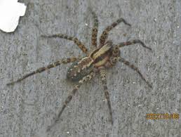 Attēlu rezultāti vaicājumam “Agelenidae”