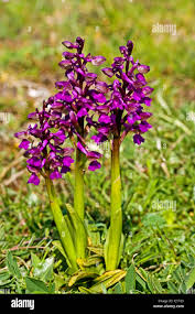 Attēlu rezultāti vaicājumam “Orchis morio”