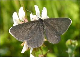 Attēlu rezultāti vaicājumam “Odezia atrata”