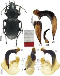 Attēlu rezultāti vaicājumam “Pterostichus sp.”
