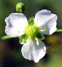 Attēlu rezultāti vaicājumam “Alisma gramineum flower”