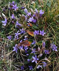Attēlu rezultāti vaicājumam “Gentianella amarella”