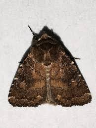 Attēlu rezultāti vaicājumam “Rusina ferruginea”