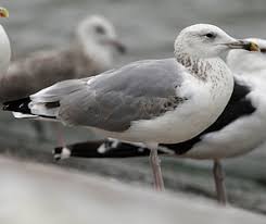 Image result for Larus cachinnans