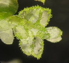 Attēlu rezultāti vaicājumam “Pogonatum dentatum macro”