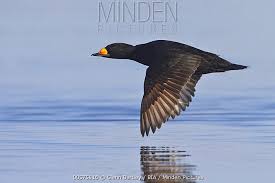 Attēlu rezultāti vaicājumam “Melanitta nigra male”