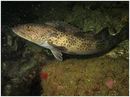 Image result for Ophiodon elongatus