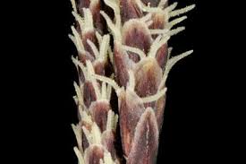 Attēlu rezultāti vaicājumam “Carex ericetorum”