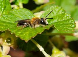Attēlu rezultāti vaicājumam “Andrena”