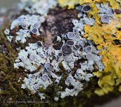 Attēlu rezultāti vaicājumam “Physcia aipolia”