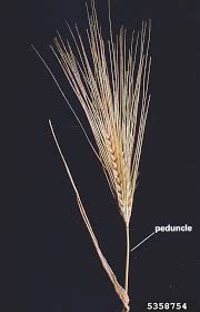 Attēlu rezultāti vaicājumam “Hordeum vulgare fruit”