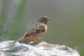 Image result for Emberiza caesia