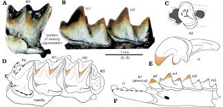 Attēlu rezultāti vaicājumam “Sorex sp.”