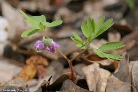 Attēlu rezultāti vaicājumam “Corydalis intermedia fruit”