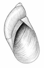 Attēlu rezultāti vaicājumam “Succinea”