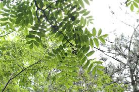 Attēlu rezultāti vaicājumam “Juglans mandshurica leaf”
