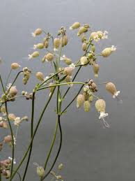 Image result for Silene vulgaris