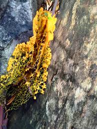 Attēlu rezultāti vaicājumam “Amaurochaete atra young”