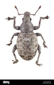 Attēlu rezultāti vaicājumam “Curculionidae”