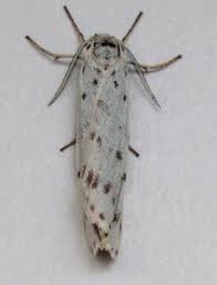 Attēlu rezultāti vaicājumam “Coscinia cribraria”