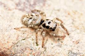 Attēlu rezultāti vaicājumam “Salticus scenicus”