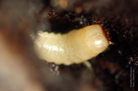 Attēlu rezultāti vaicājumam “Bolitophagus reticulatus larva”