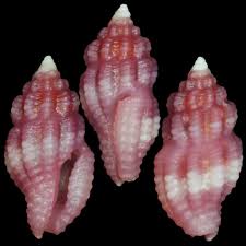 Attēlu rezultāti vaicājumam “Hemitrichia leiotricha spores”