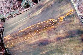 Attēlu rezultāti vaicājumam “Dacrymyces stillatus”