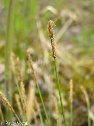 Attēlu rezultāti vaicājumam “Carex davalliana”