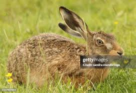 Attēlu rezultāti vaicājumam “Lepus europaeus”