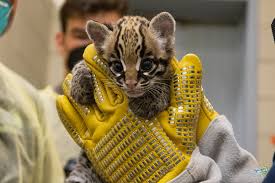 Image result for оцелот