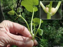 Attēlu rezultāti vaicājumam “Ficaria verna leaf”