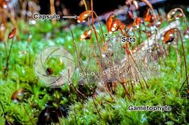 Attēlu rezultāti vaicājumam “Bryum bimum sporophyte”
