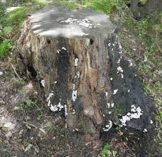 Attēlu rezultāti vaicājumam “Kretzschmaria deusta”