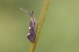 Attēlu rezultāti vaicājumam “Incurvariidae”