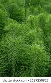 Attēlu rezultāti vaicājumam “Equisetum telmateia”