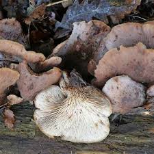 Attēlu rezultāti vaicājumam “Lentinellus ursinus”