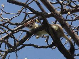 Attēlu rezultāti vaicājumam “Mustela erminea”