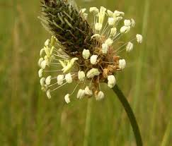 Attēlu rezultāti vaicājumam “Plantago lanceolata flower”