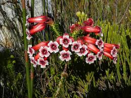 Attēlu rezultāti vaicājumam “Ericaceae”