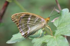 Attēlu rezultāti vaicājumam “Argynnis paphia female”