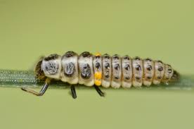 Attēlu rezultāti vaicājumam “Myrrha octodecimguttata”