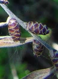 Attēlu rezultāti vaicājumam “Myrica gale bud”