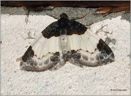 Attēlu rezultāti vaicājumam “Mesoleuca albicillata”