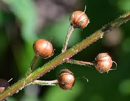 Attēlu rezultāti vaicājumam “Verbascum blattaria”