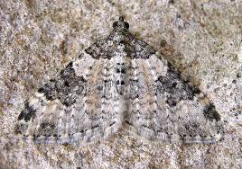 Attēlu rezultāti vaicājumam “Xanthorhoe fluctuata”