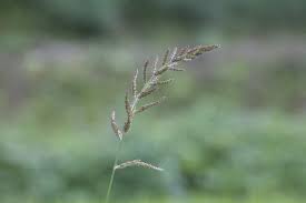 Attēlu rezultāti vaicājumam “Echinochloa crus-galli leaf”