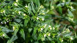 Attēlu rezultāti vaicājumam “Lithospermum officinale leaf”