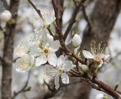 Attēlu rezultāti vaicājumam “Prunus cerasifera var. divaricata flower”